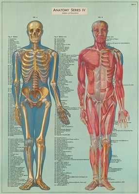 Anatomy Series Decorative wrap - With Dry Mount