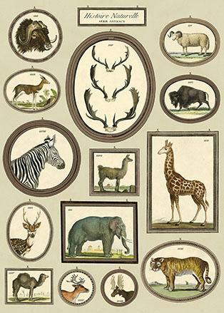 Cavallini & Co. Animals In Frames